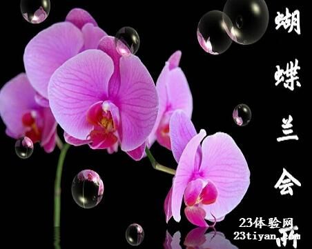 蝴蝶兰娱乐会馆